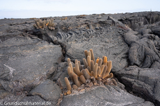 Galapagos-Pflanzen30.jpg